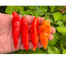 Pimento Vegetarian