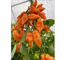Big Habanada Hot