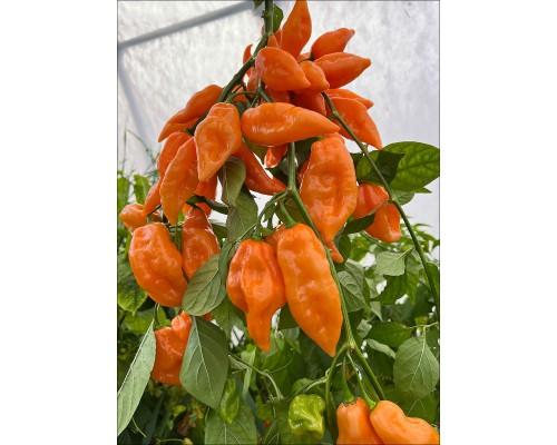 Big Habanada Hot