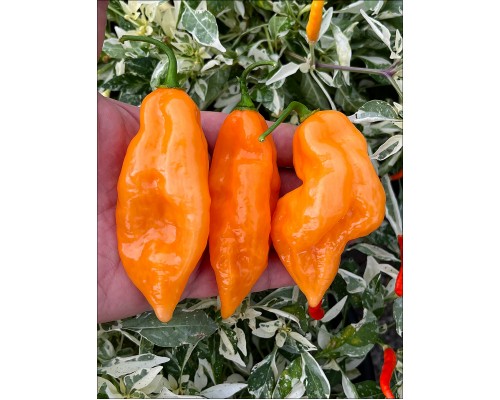 Big Habanada Hot