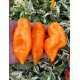 Big Habanada Hot