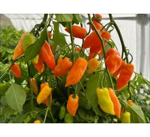 Habanero Berisso