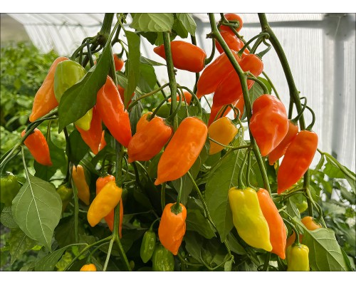 Habanero Berisso