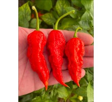 Bhut Jolokia Sweet