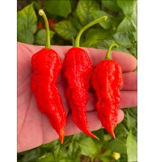 Bhut Jolokia Sweet