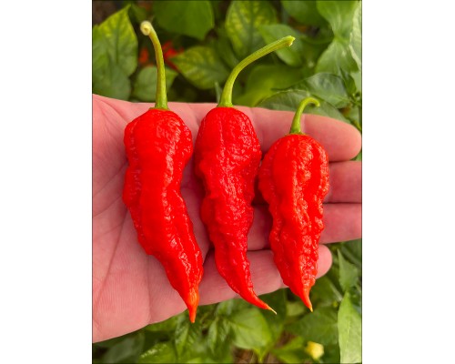 Bhut Jolokia Sweet