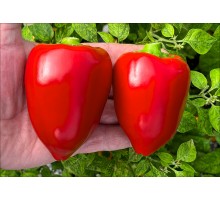 Pimento L
