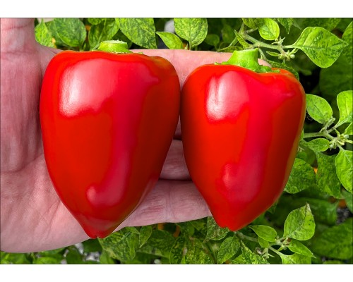 Pimento L