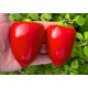 Pimento L