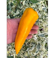 Gatherer's Gold
