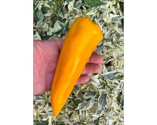 Gatherer's Gold