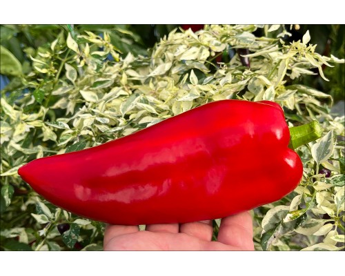 Turkish Giant