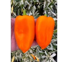 Orange Blaze