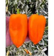 Orange Blaze