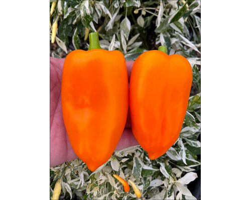 Orange Blaze