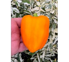 Orange Marmalade