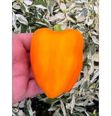 Orange Marmalade