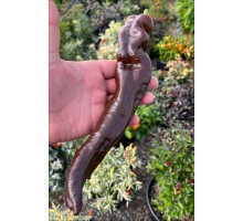 XL Long Brown Sweet