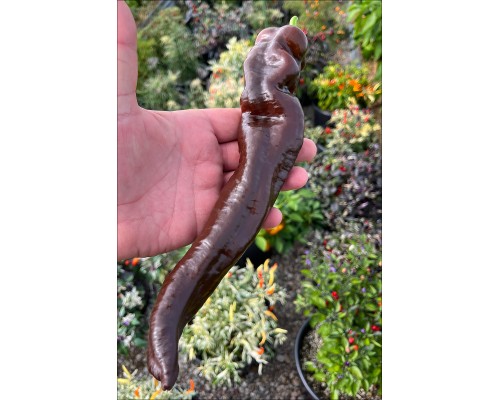 XL Long Brown Sweet