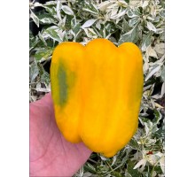 Heavyweight Yellow Giant