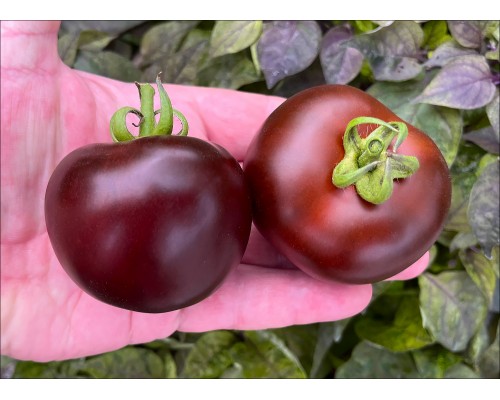 Purple Galaxy